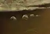 Thumbnail image 13