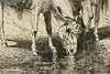 Thumbnail image 7