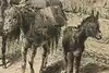 Thumbnail image 8