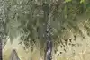 Thumbnail image 9