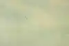 Thumbnail image 12