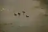 Thumbnail image 9