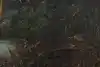Thumbnail image 9