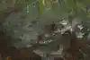Thumbnail image 12