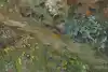 Thumbnail image 13