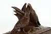 Thumbnail image 14