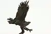 Thumbnail image 12