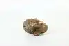 Thumbnail image 6