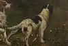 Thumbnail image 9