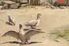 Thumbnail image 7