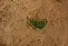 Thumbnail image 16