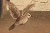 Thumbnail image 15