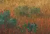 Thumbnail image 9