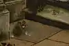 Thumbnail image 7