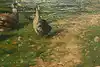 Thumbnail image 13