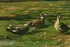 Thumbnail image 7