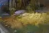 Thumbnail image 10