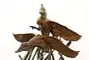 Thumbnail image 2