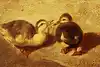Thumbnail image 11