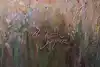 Thumbnail image 12