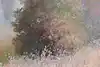 Thumbnail image 9