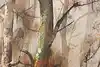 Thumbnail image 12