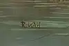 Thumbnail image 10
