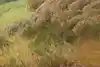 Thumbnail image 9