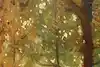 Thumbnail image 11