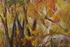 Thumbnail image 9