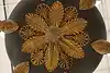 Thumbnail image 19
