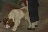 Thumbnail image 5