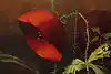 Thumbnail image 7