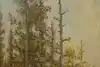 Thumbnail image 7