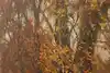 Thumbnail image 9