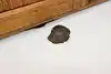 Thumbnail image 25