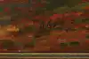 Thumbnail image 12
