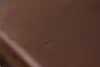 Thumbnail image 20