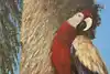 Thumbnail image 5