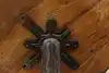 Thumbnail image 17