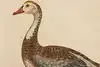 Thumbnail image 6