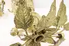 Thumbnail image 19