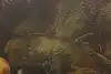 Thumbnail image 7