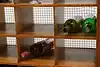 Thumbnail image 17