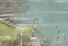 Thumbnail image 9