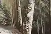 Thumbnail image 11