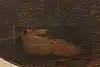 Thumbnail image 14