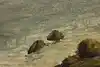 Thumbnail image 13