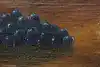 Thumbnail image 9