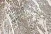 Thumbnail image 21
